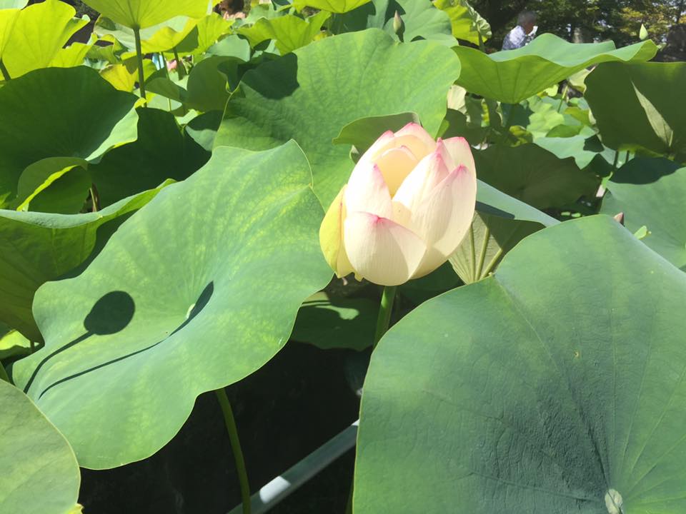 三室戸寺蓮園ハス酒を楽しむ会