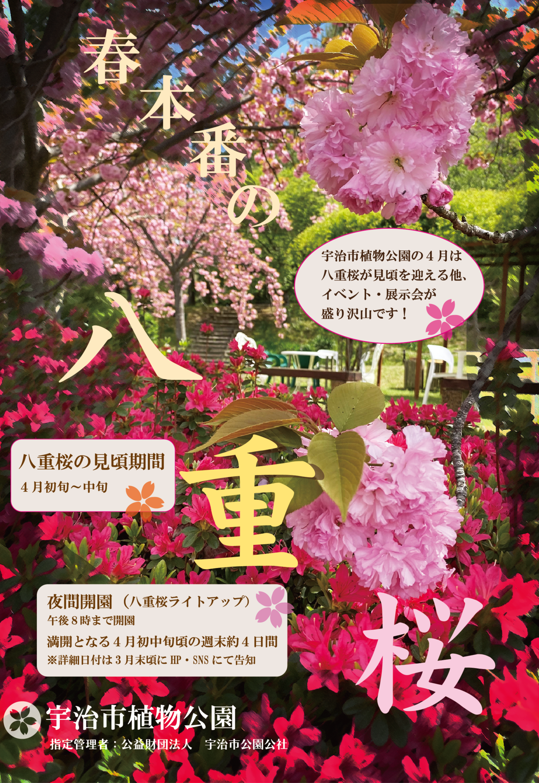 宇治市植物公園 八重桜夜間無料公開